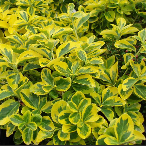 Ermerald 'n' Gold Wintercreeper ~ Euonymus fortunei 'Emerald 'n' Gold' G2