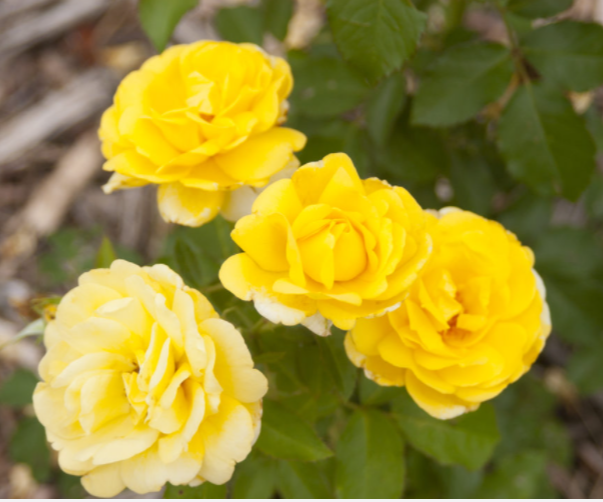 Yellow Brick Road Rose ~ Rosa 'BAIoad' G2