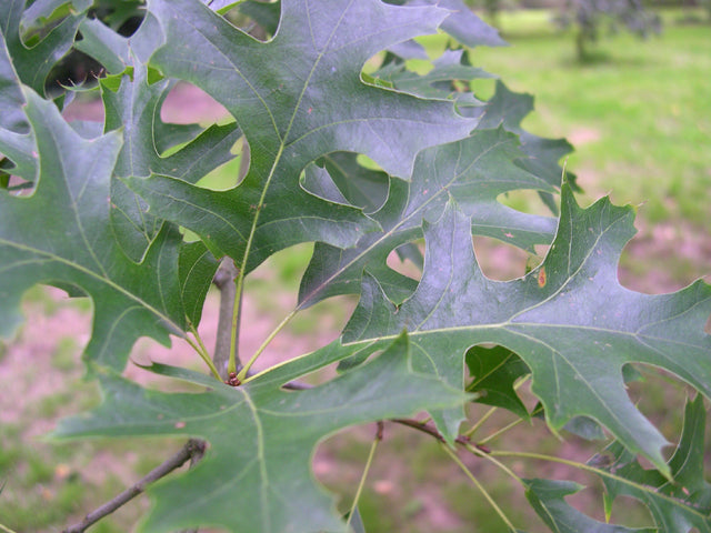 Swamp Spanish Oak ~ Quercus palustris G3