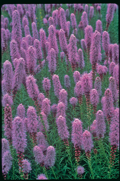 Kobold Gayfeather ~ Liatris spicata 19CM