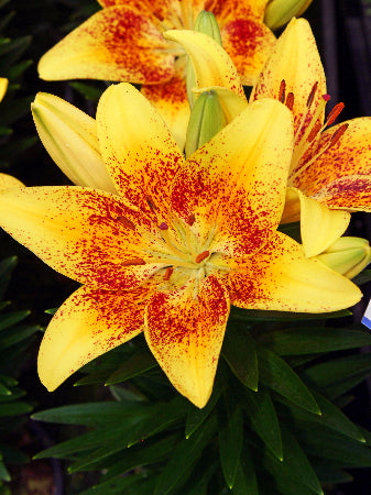 Lily Looks™ Tiny Nugget Lily ~ Lilium asiatic 'Tiny Nugget' 19CM