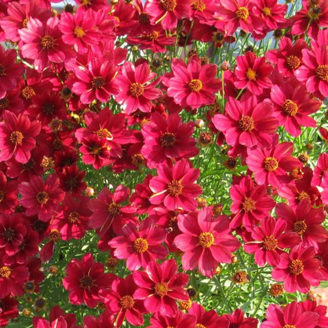 Red Satin Tickseed ~ Coreopsis 'Red Satin' G1