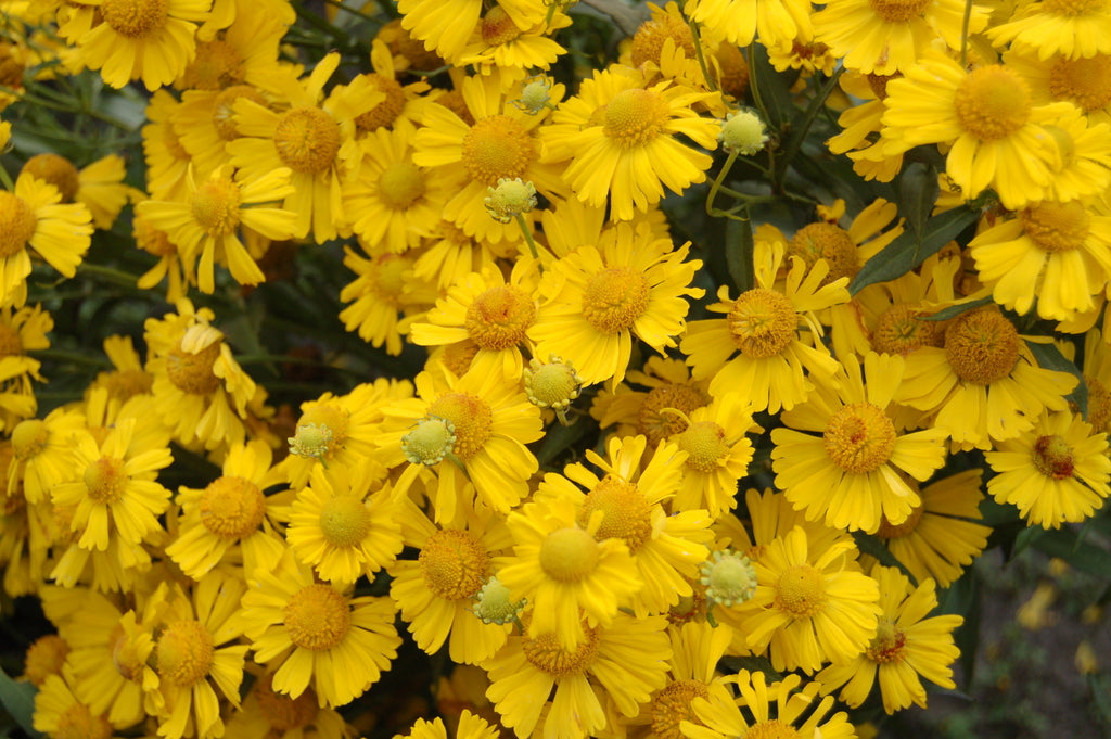 Mariachi™ 'Sombrero' Sneezeweed ~ Helenium autumnale Mariachi™ 'Sombrero' G1
