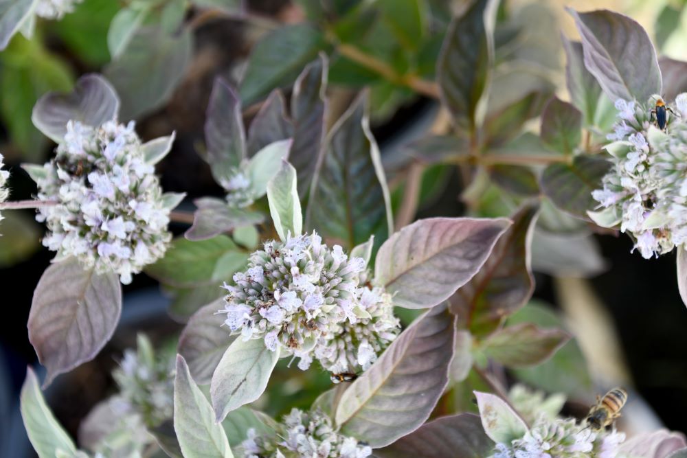 Smokey Mountain Mint ~ Pycnanthemum incanum 'Smokey Mountain Mint' 19CM