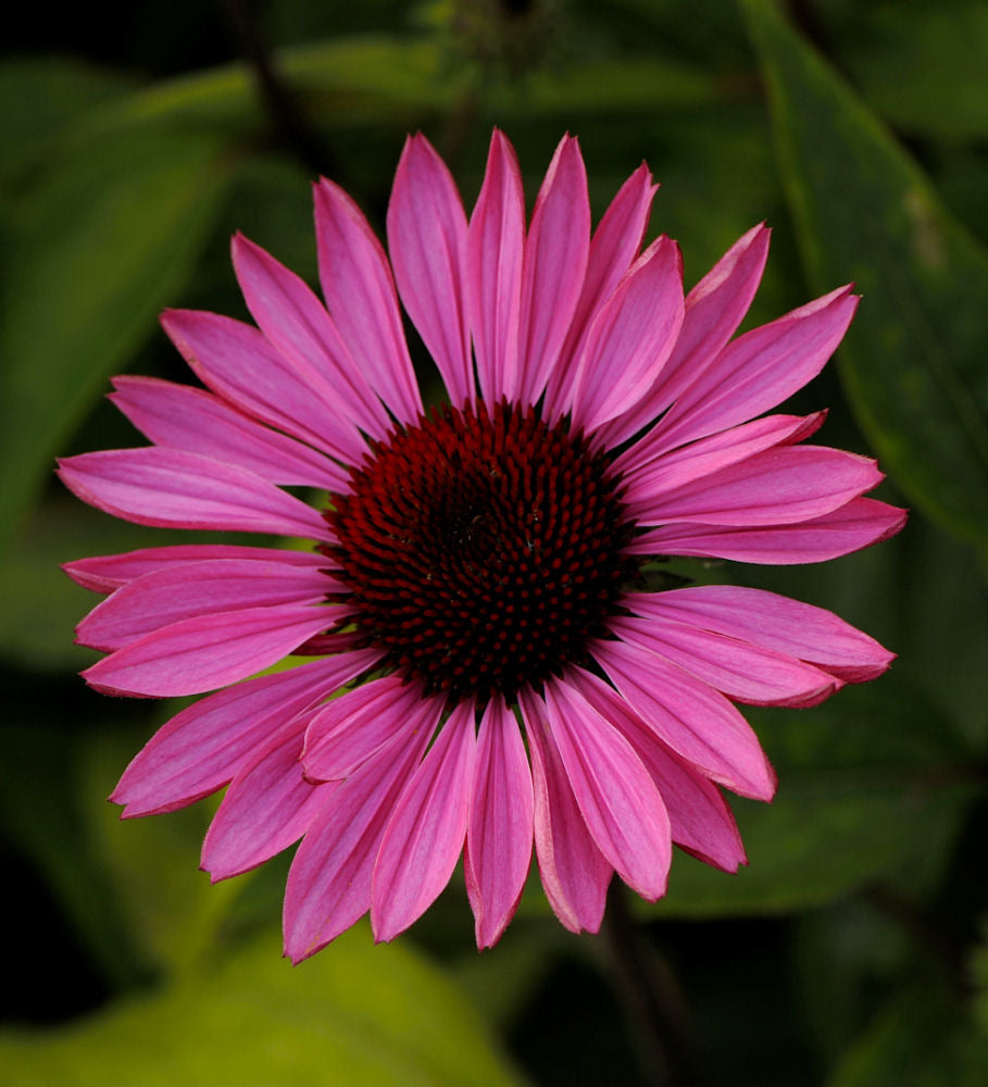 Ruby Star Coneflower ~ Echinacea purpurea 'Rubinstern' G1