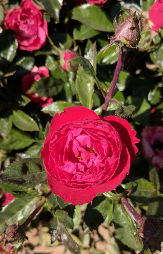 Cherrytini™ Floribunda Rose ~ Rosa 'Sproflored' G3