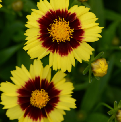 UPTICK™ Yellow & Red Tickseed ~ Coreopsis 'Baluptowed' 19CM