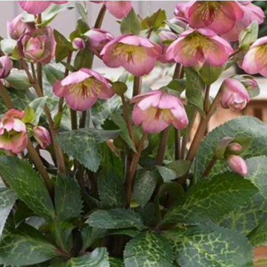 FrostKiss™ Dorothy's Dawn® Lenten Rose ~ Helleborus x 'EPB 29' 19CM