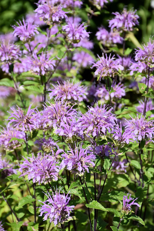 Blue Stocking Bee Balm ~ Monarda didyma ''Blaustrumpf' G1