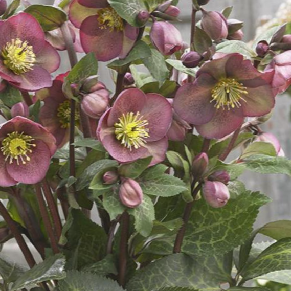 FrostKiss™ Pippa's Purple® Lenten Rose ~ Helleborus hybrid 19CM