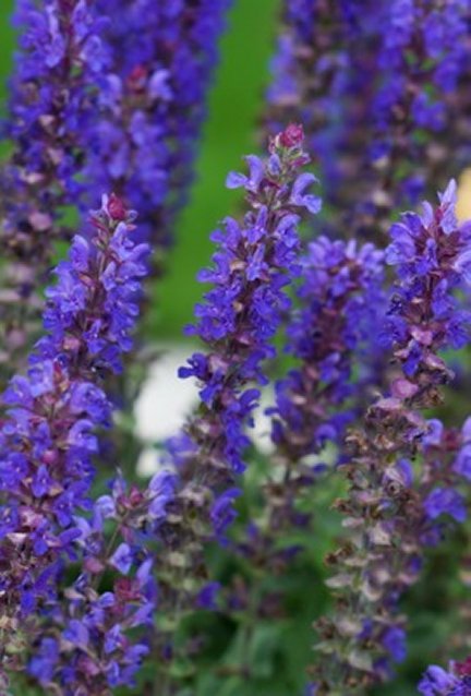 Blue Bouquetta Meadow Sage ~ Salvia nemorosa 'ALKLF' 19CM