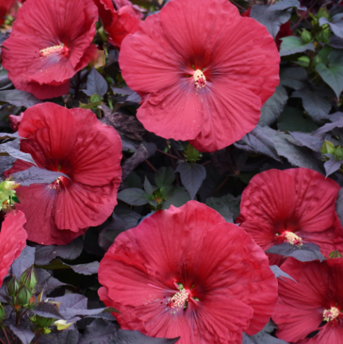 Summerific® Holy Grail Rose Mallow ~ Hibiscus x 'Holy Grail' G2
