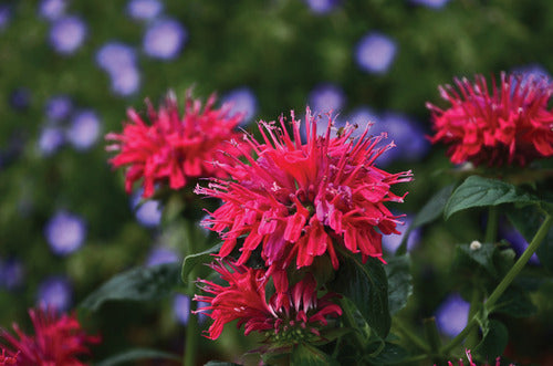 Sugar Buzz® Cherry Pops Bee Balm ~ Monarda didyma 19CM