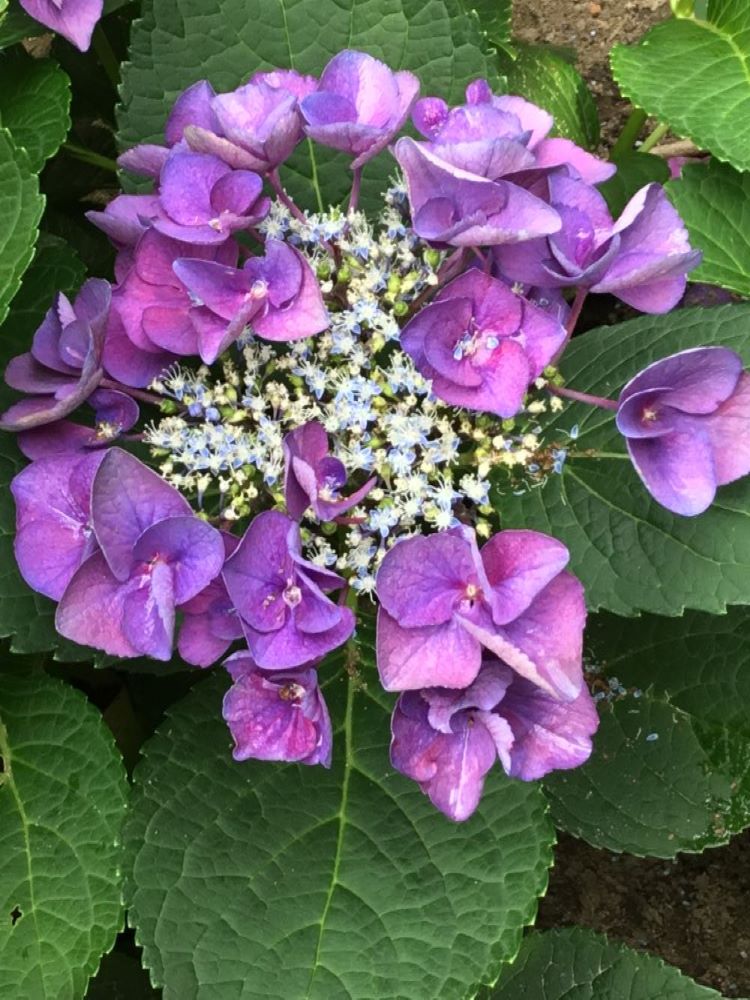 Grape Explosion Hydrangea ~ Hydrangea macrophylla 'Grape Explosion' G3