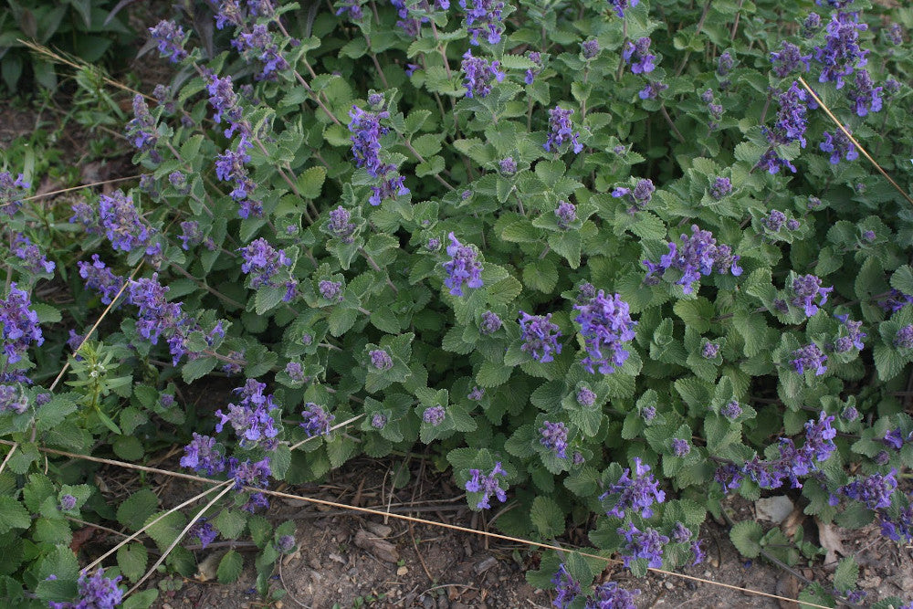 Early Bird Catmint ~ Nepeta x faassenii 'Early Bird' G1