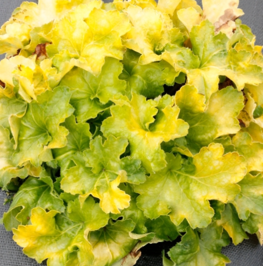 Lemon Supreme Coral Bells ~ Heuchera x 'Lemon Supreme' 19CM