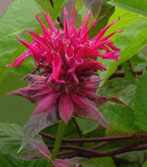 Raspberry Wine Bee Balm ~ Monarda didyma G1