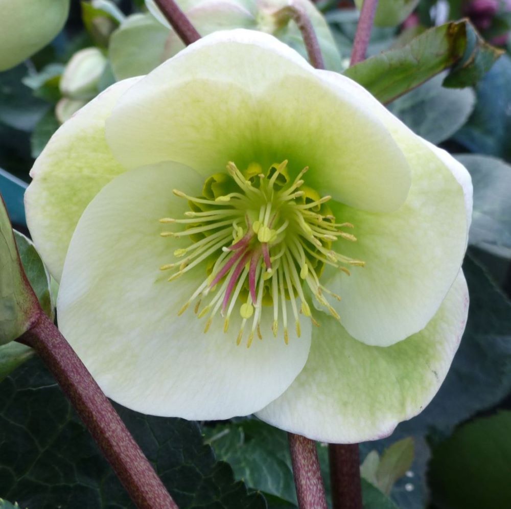 FrostKiss® Moondance Lenten Rose ~ Helleborus x iburgensis 'Moondance' 19CM