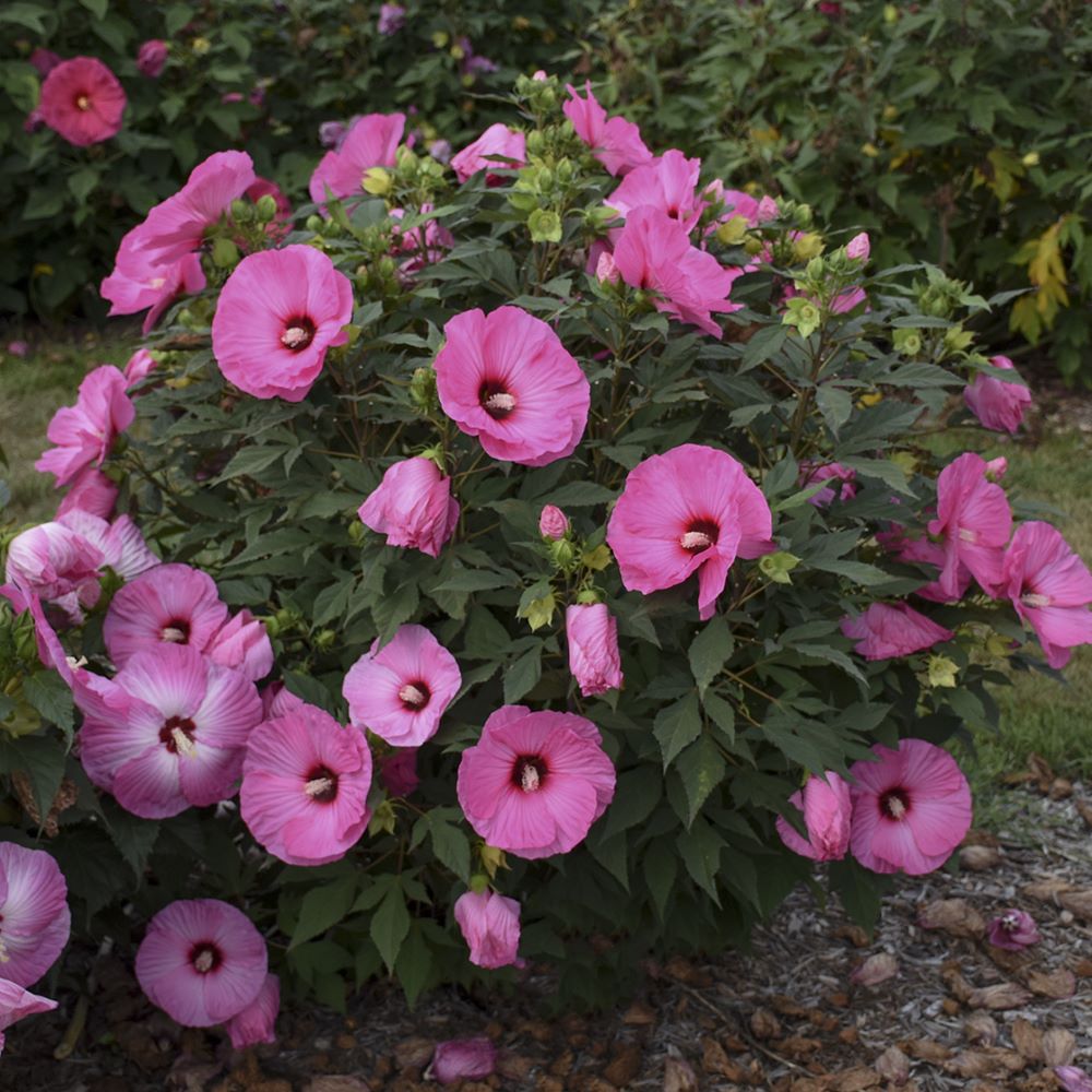 Summerific® Candy Crush Rose Mallow ~ Hibiscus x G2