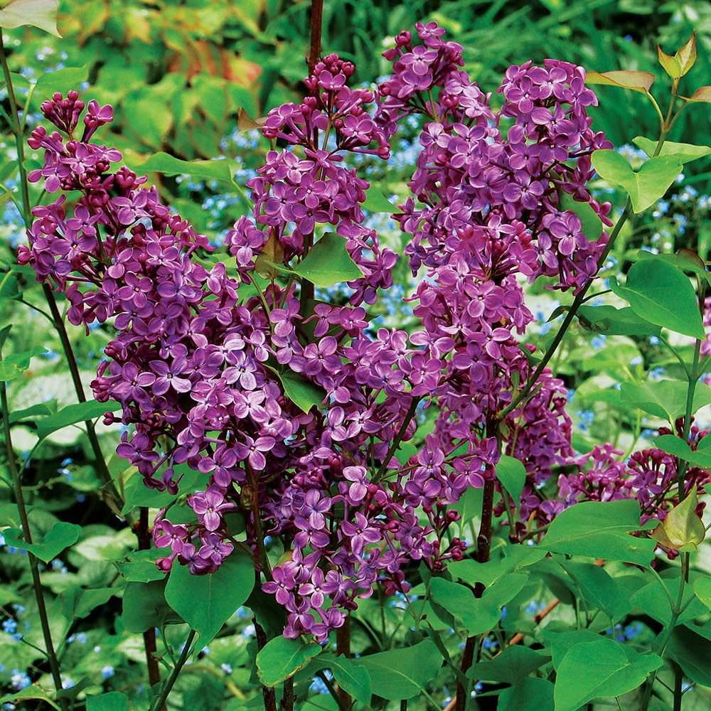 Pocahontas Canadian Lilac ~ Syringa x hyacinthiflora 'Pocahontas' G3