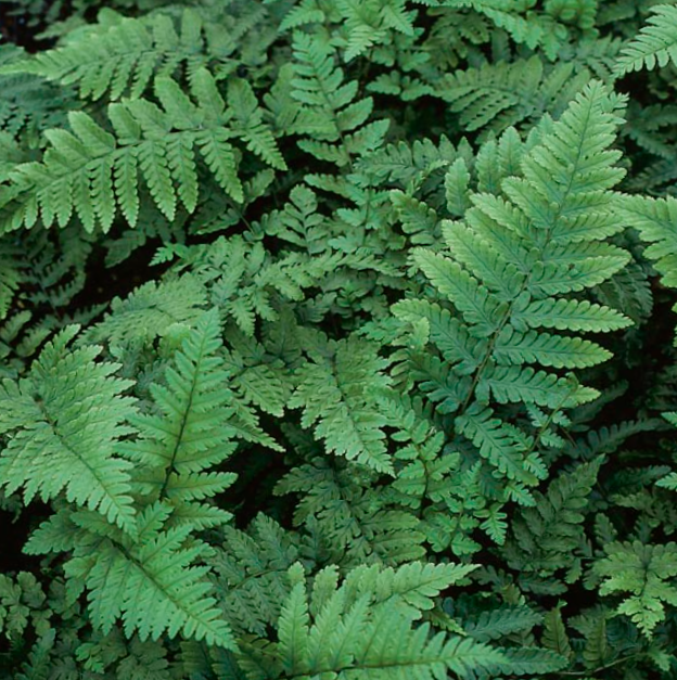 Easternwood Fern ~ Dryopteris marginalis 19CM