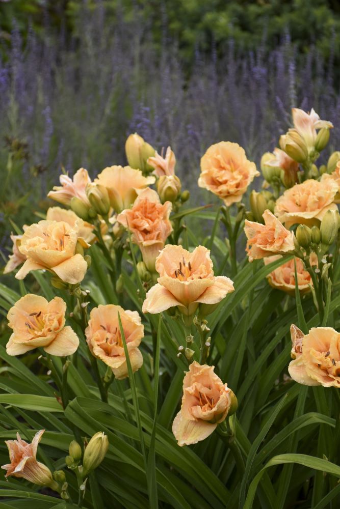 Rainbow Rhythm® Siloam Peony Display Daylily ~ Hemerocallis hybrid 19CM