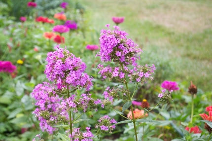 Jeanna Garden Phlox ~ Phlox paniculata 'Jeana' G1