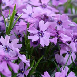 Purple Beauty Spring Phlox ~ Phlox subulata 19CM