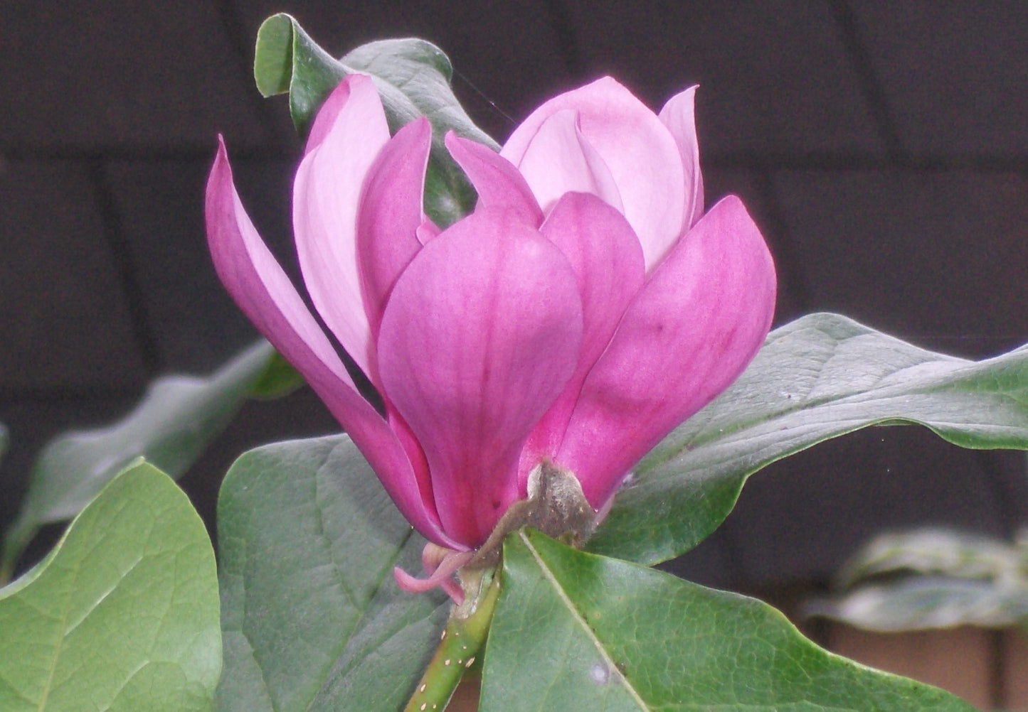 Ann Magnolia ~ Magnolia x 'Ann' G3