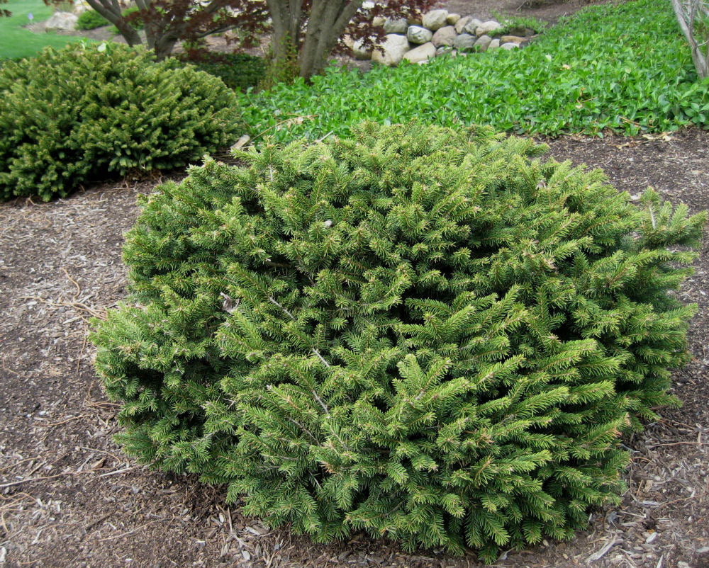 Dwarf Norway Spruce ~ Picea abies 'Pumila' G3