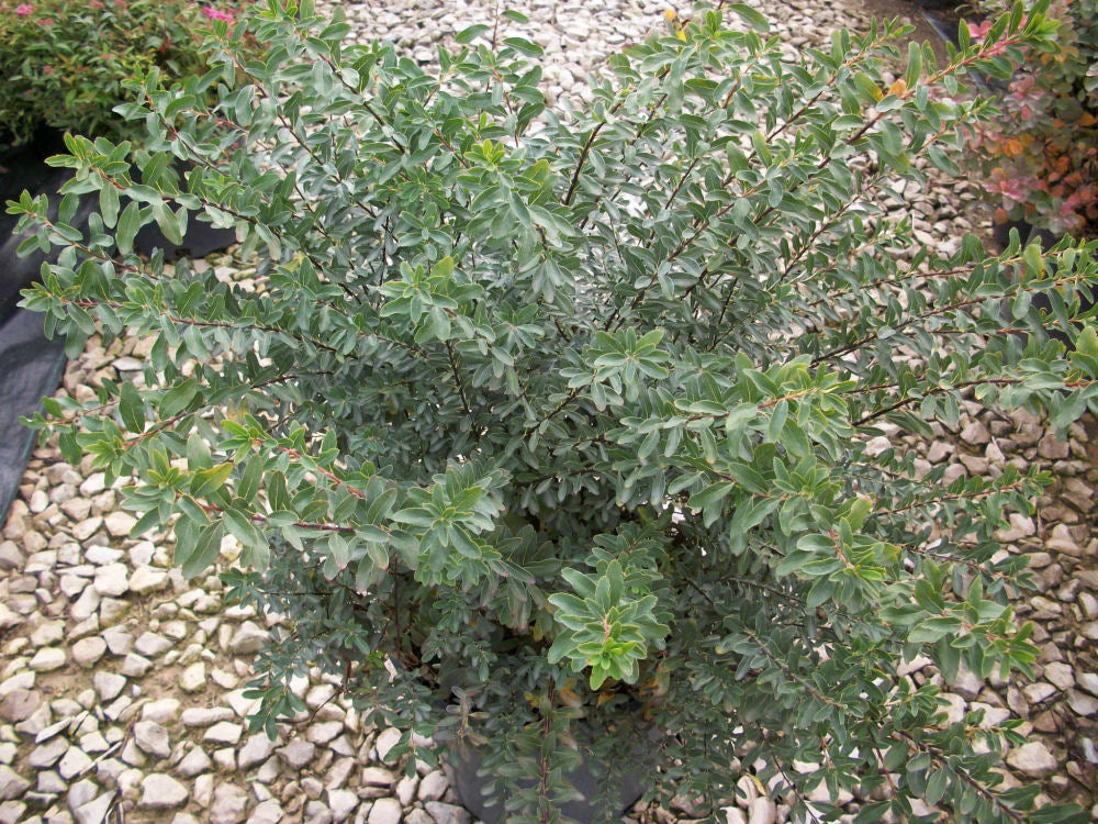 Snowmound Spirea ~ Spiraea nipponica 'Snowmound' G3