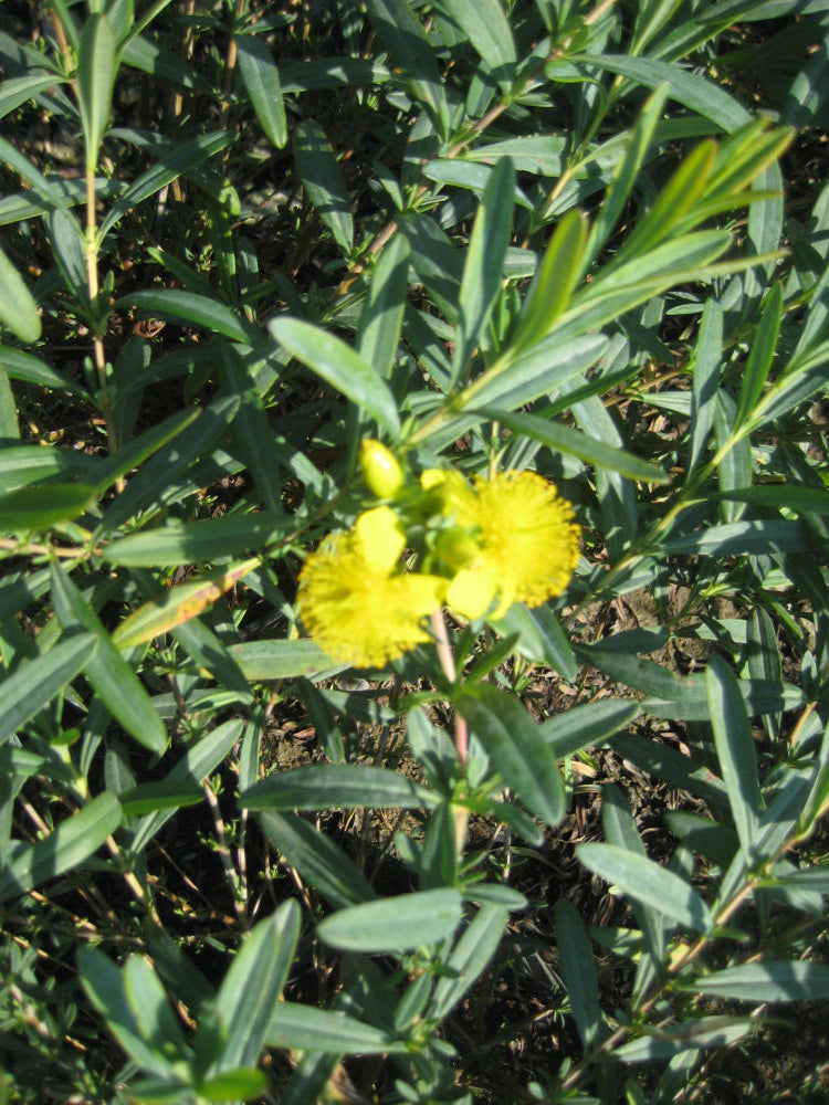 Sunburst St. John's Wort ~ Hypericum frondosum 'Sunburst' G2