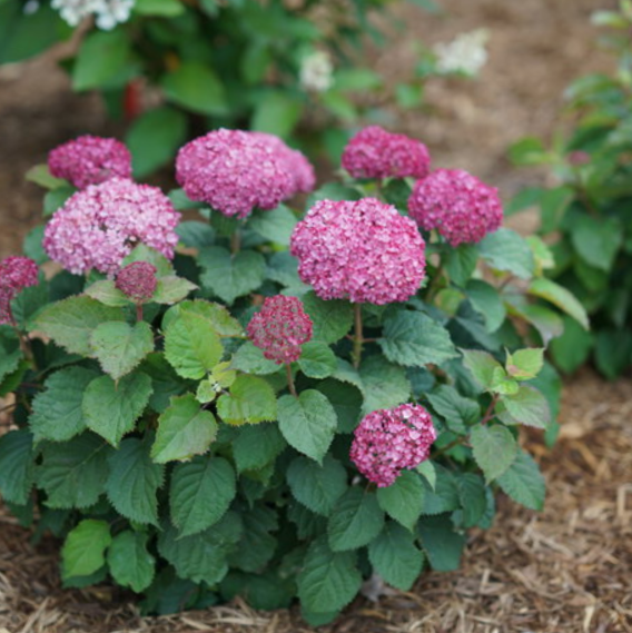 Invincibelle Mini Mauvette® Smooth Hydrangea ~ Hydrangea arborescens 'NCHA7' G3
