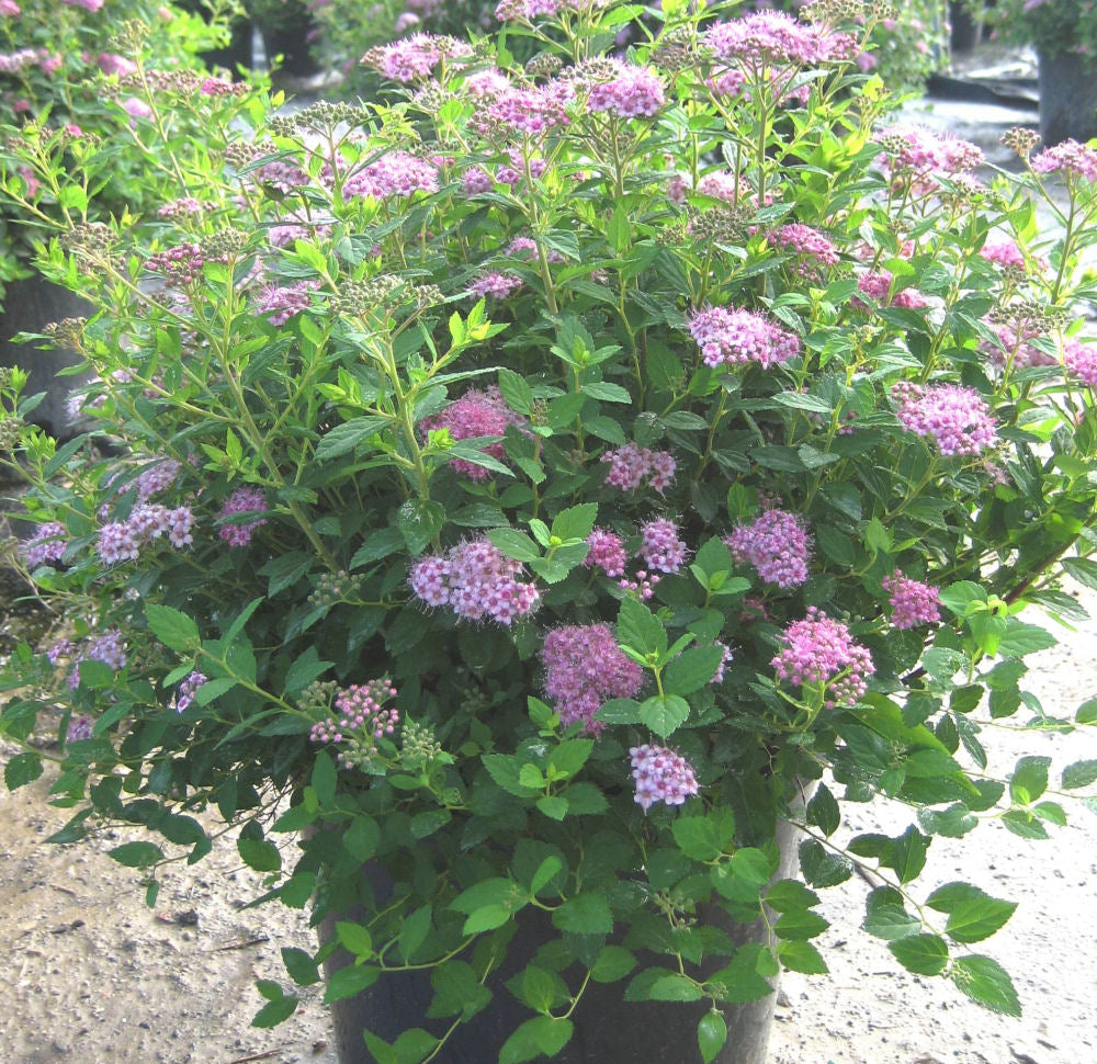 Little Princess Spirea ~ Spiraea japonica 'Little Princess' G2