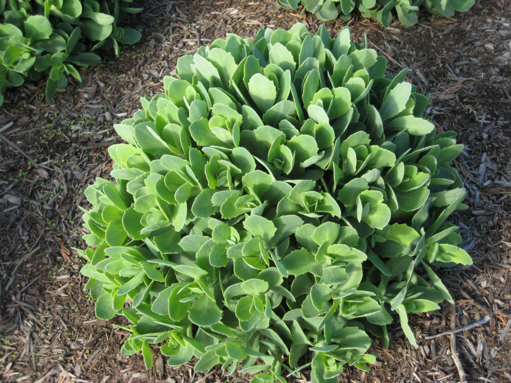 Autumn Joy Stonecrop ~ Sedum spectabile 'Autumn Joy' 19CM