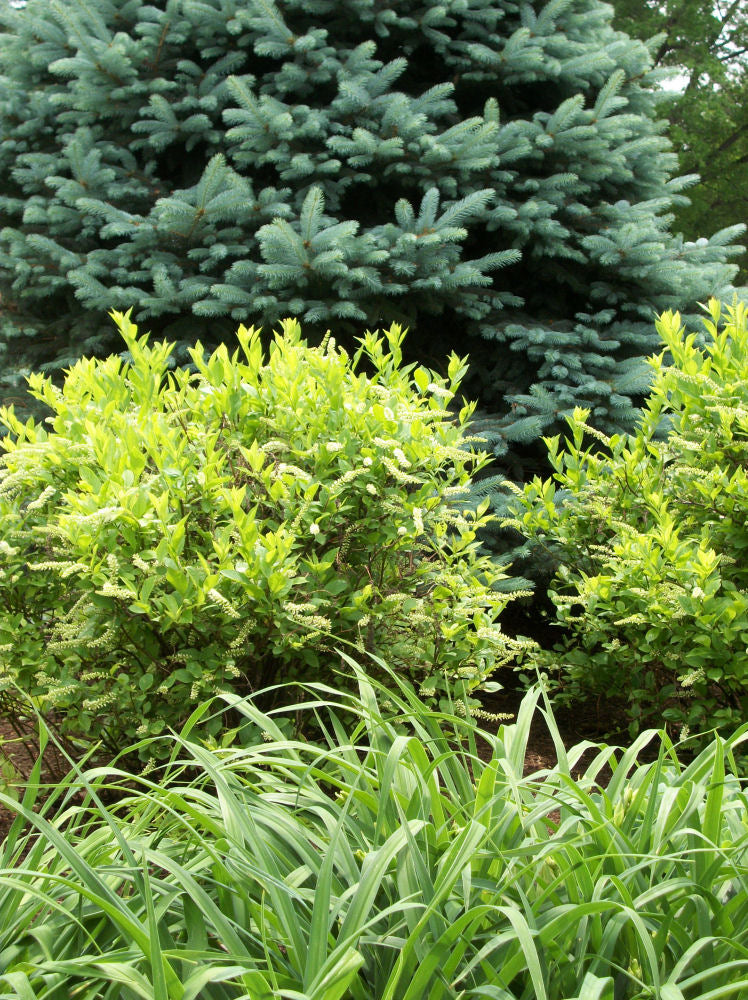 Henry's Garnet Sweetspire ~ Itea virginica 'Henry's Garnet' G3