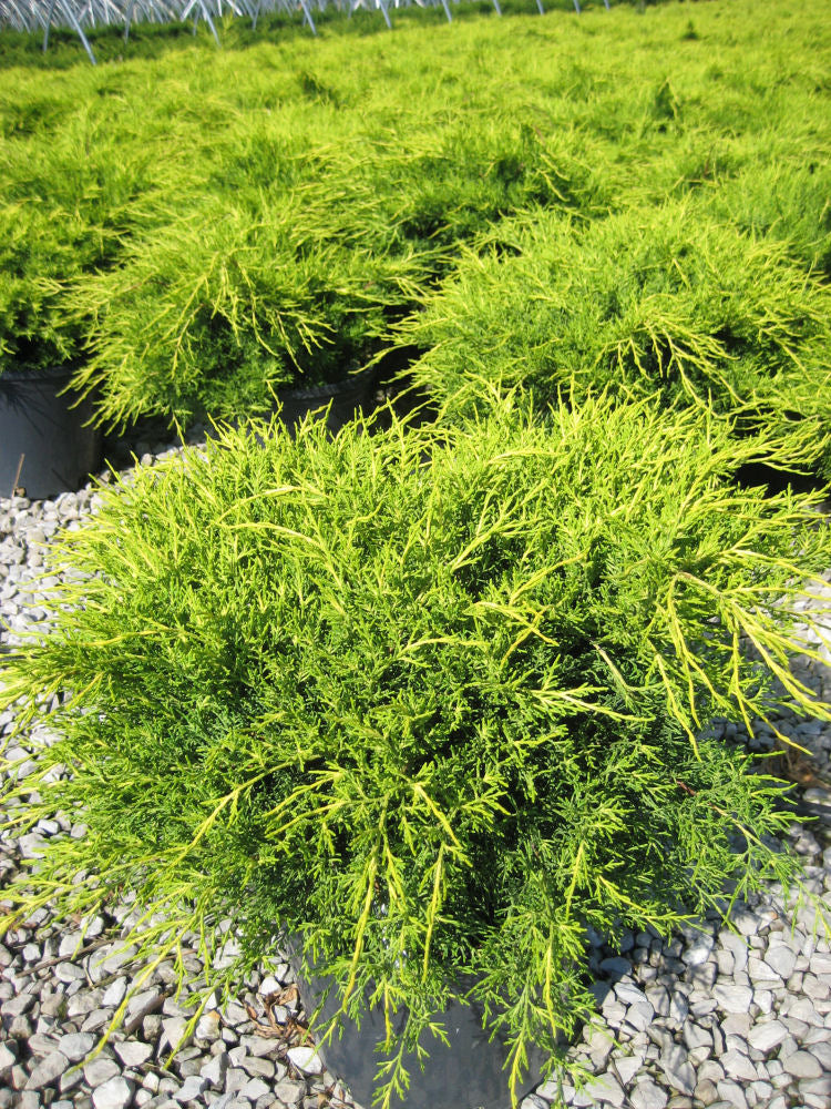 Old Gold Juniper ~ Juniperus chinensis 'Old Gold' G3