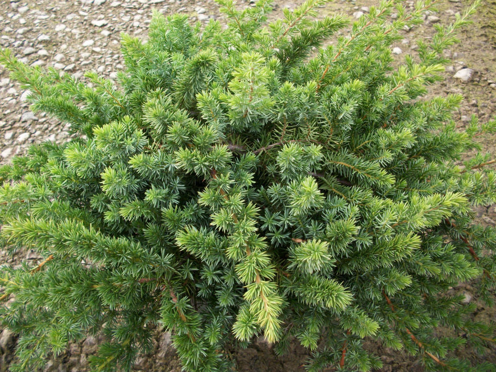 Blue Pacific Shore Juniper ~ Juniperus conferta 'Blue Pacific' G3