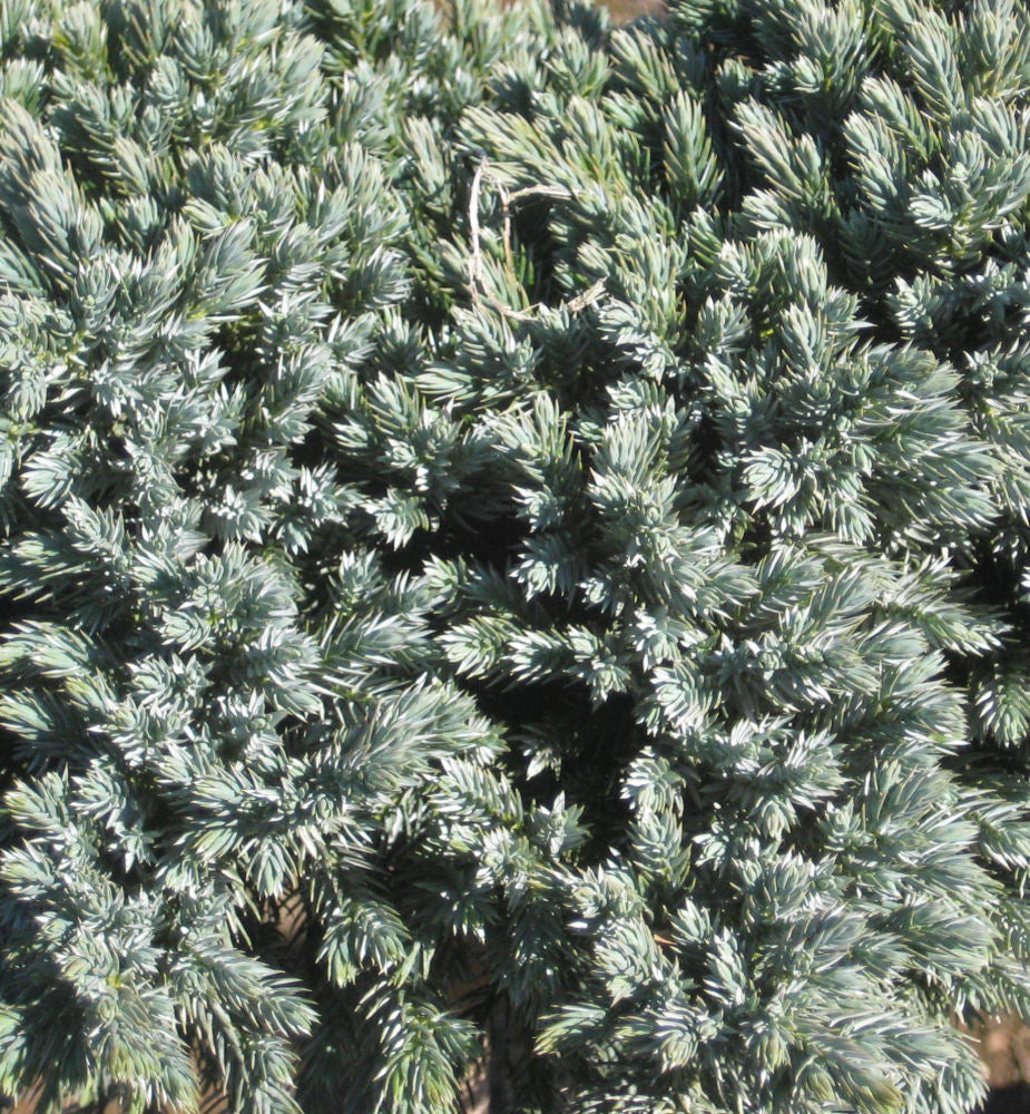 Blue Star Juniper ~ Juniperus squamata 'Blue Star' G2