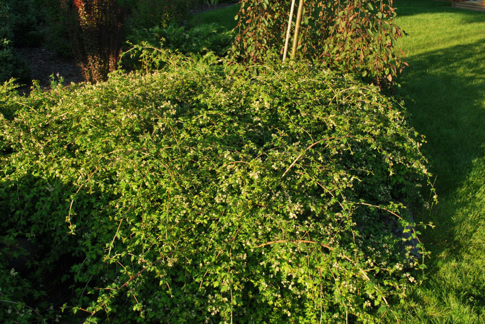 Cutleaf Stephanandra ~ Stephanandra incisa 'Crispa' G2