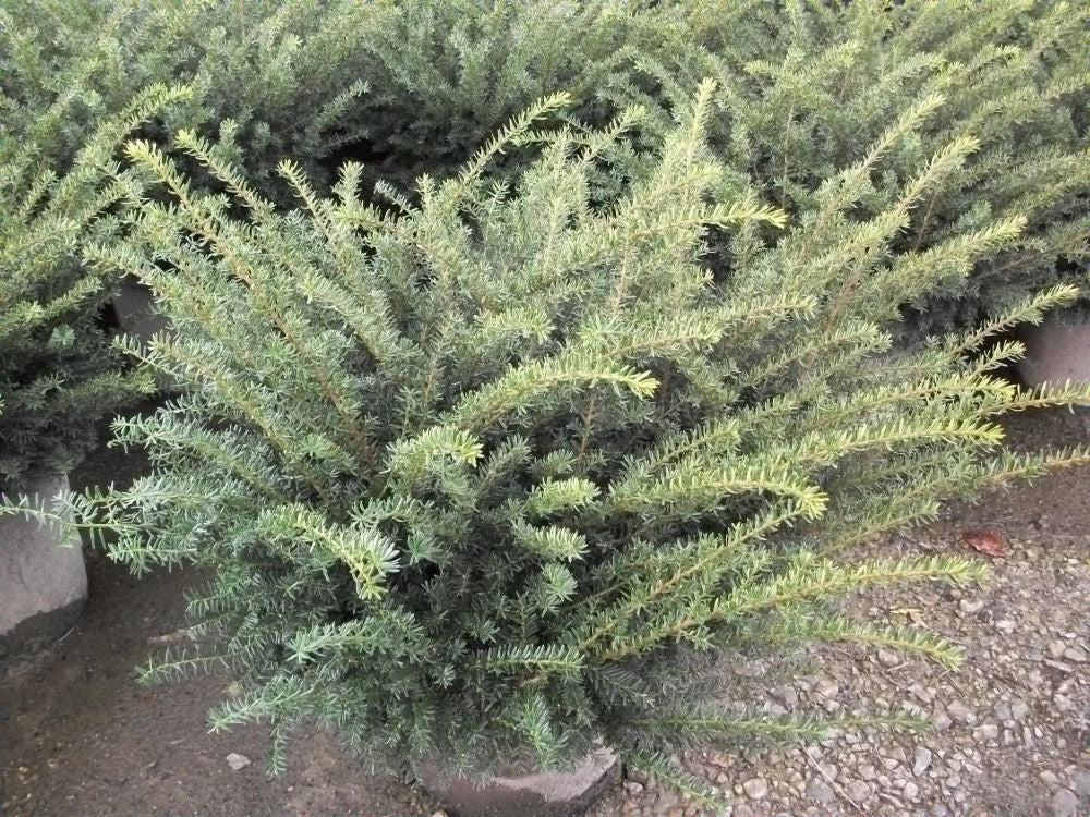 Everlow Yew ~ Taxus x media 'Everlow' G3