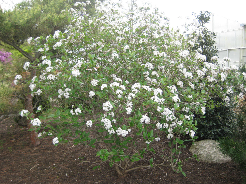 Mohawk Viburnum ~ Viburnum × burkwoodii 'Mohawk' G3