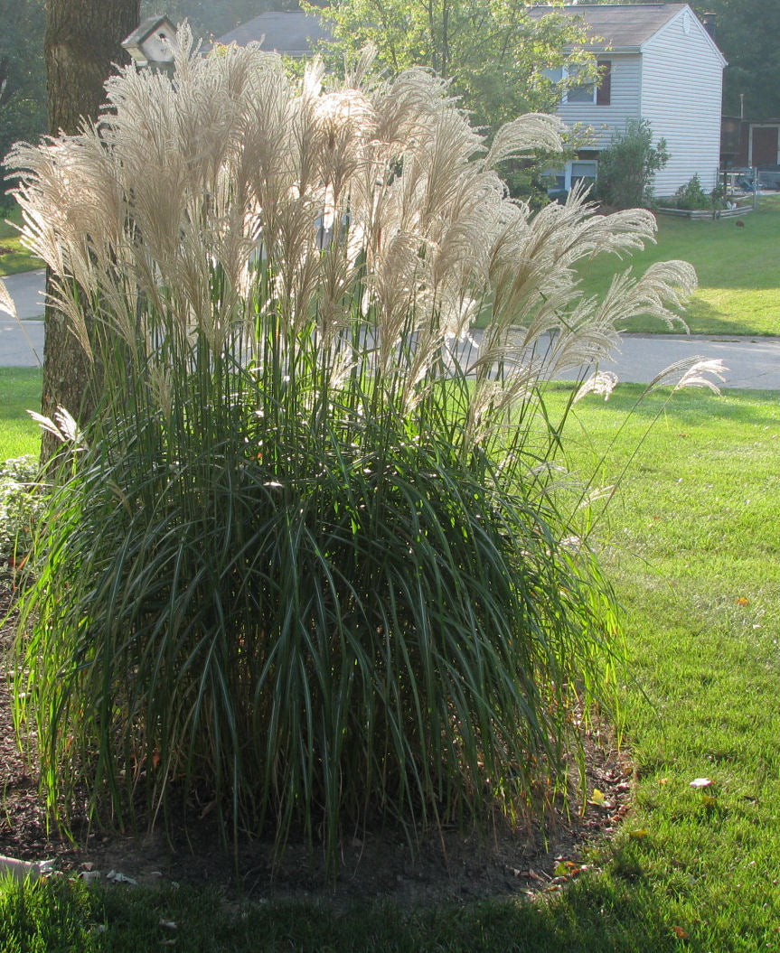 Maiden Grass ~ Miscanthus sinensis 'Gracillimus' G3
