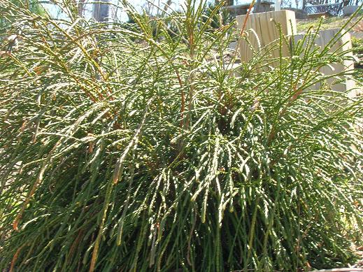 Whipcord Western Red Cedar ~ Thuja plicata 'Whipcord' G2