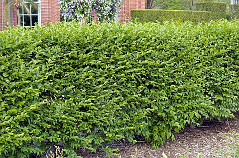 North Privet ~ Ligustrum ibolium G2