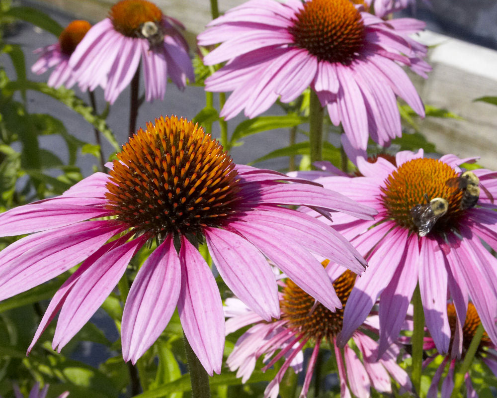 Magnus Coneflower ~ Echinacea purpurea 'Magnus' 17CM