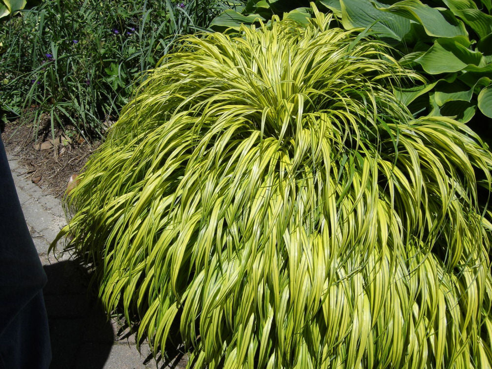 Golden Japanese Forest Grass ~ Hakonechloa macra 'Aureola' 19CM