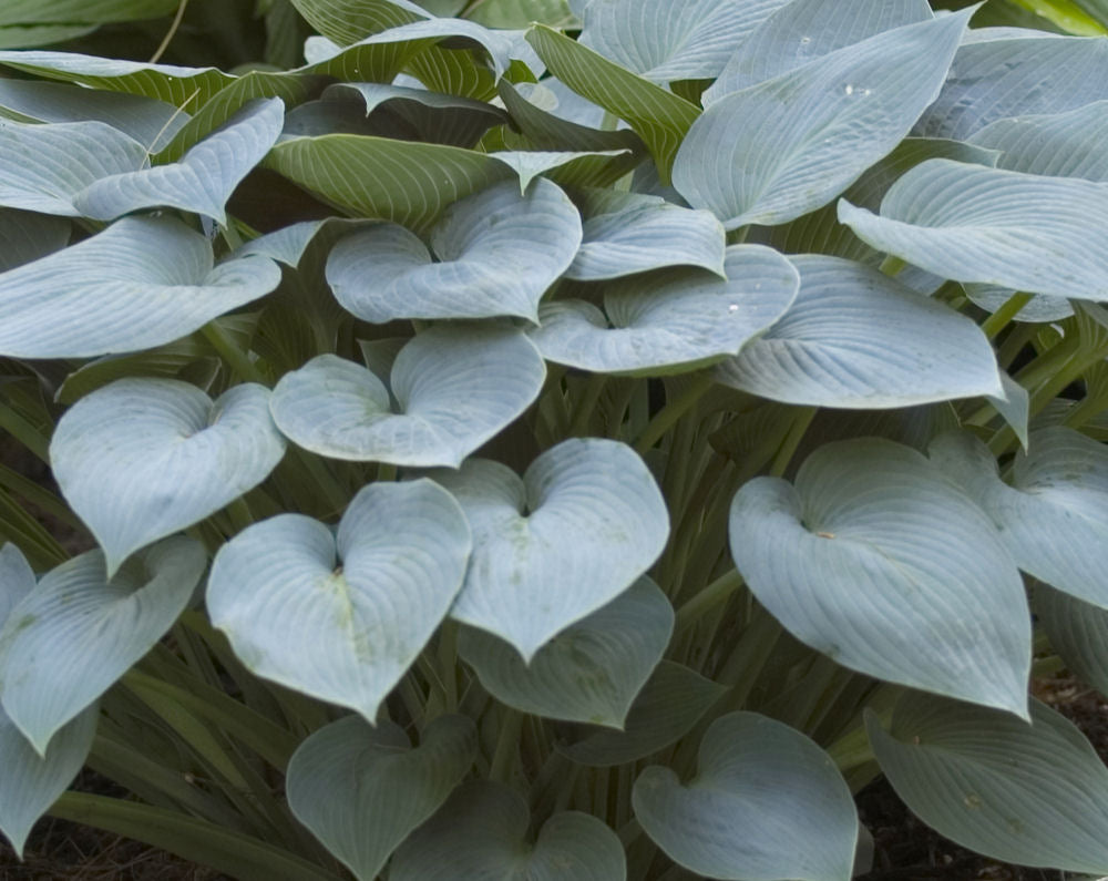 Halcyon Plantain Lily ~ Hosta 'Halcyon' 19CM