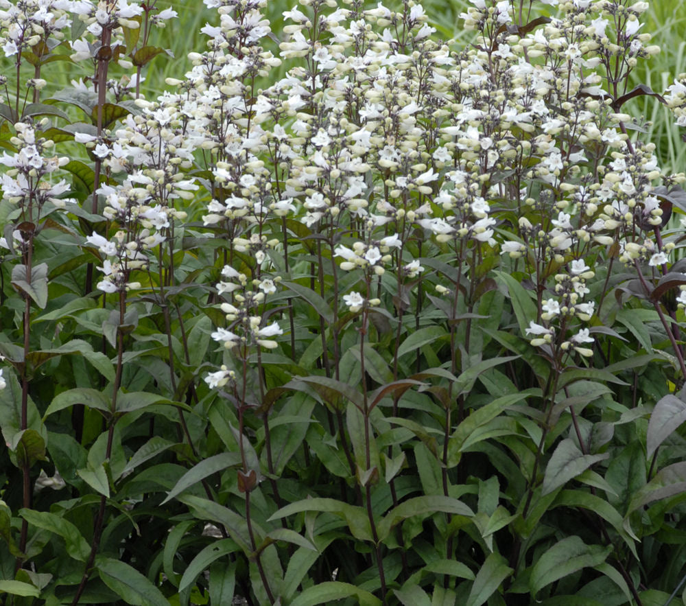 Husker Red Beardtongue ~ Penstemon digitalis 'Husker Red' G1