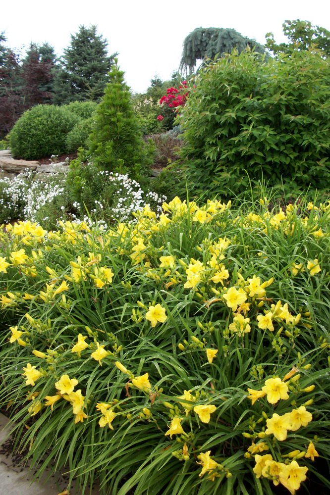 Happy Returns Daylily ~ Hemerocallis 'Happy Returns' 19CM